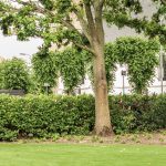 Grastotaal - Juni 2019 - Lienden 16 Grastotaal - Gras zaaien - Lienden