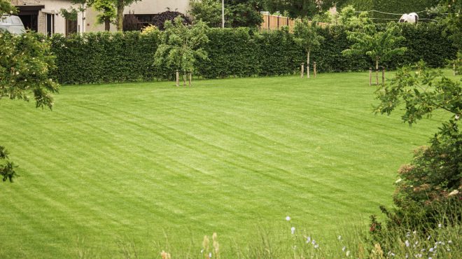 Grastotaal - Juni 2019 - Opheusden 1 Grastotaal - Gras zaaien - Opheusden