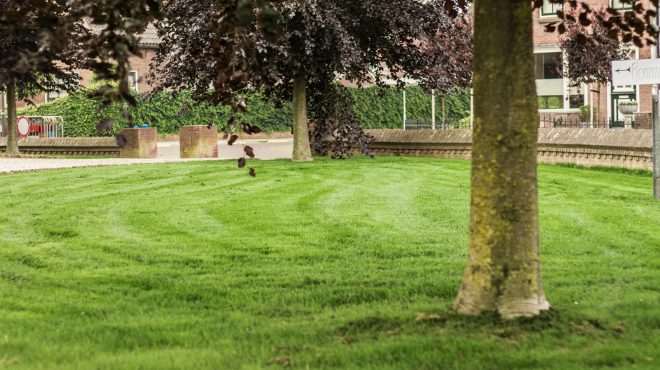 Grastotaal - Juni 2019 - Randwijk 1 Grastotaal - Gras zaaien - Randwijk
