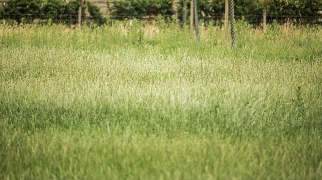 Grastotaal - Juni 2019 - Weide 11 Grastotaal - gras zaaien - Weide Lienden