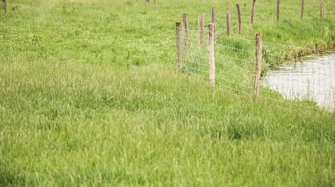 Grastotaal - Juni 2019 -Weide 12 Grastotaal_gras zaaien weiland Lienden