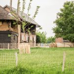 Grastotaal - Juni 2019 - Weide 13 Grastotaal - gras zaaien - Weide Lienden