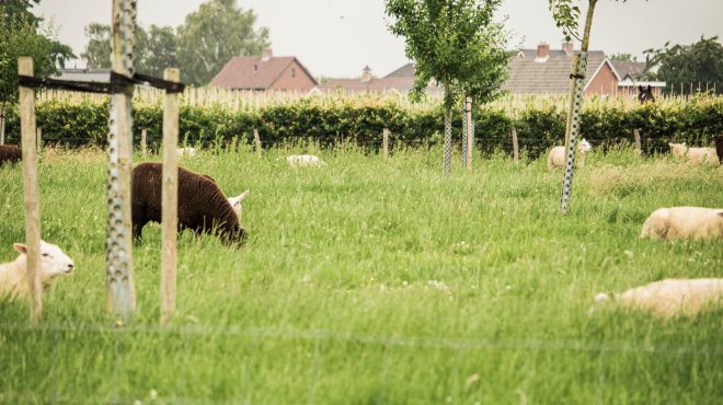 Grastotaal - Juni 2019 - Weide 14 Grastotaal - gras zaaien - Weide Lienden
