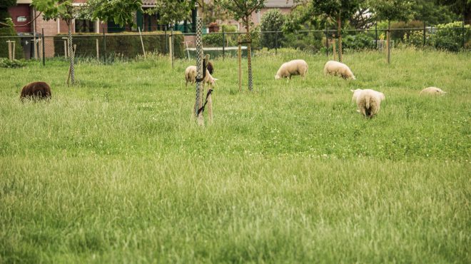 Grastotaal - Juni 2019 -Weide 2 Grastotaal - gras zaaien - Weide Lienden