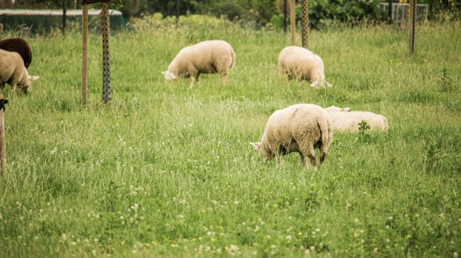 Grastotaal - Juni 2019 - Weide 3 Grastotaal_gras zaaien weiland Lienden