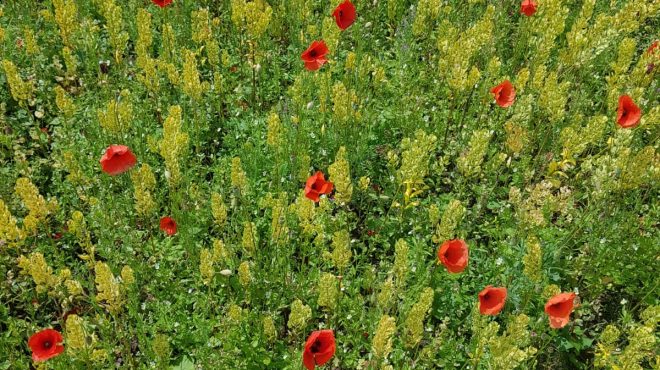 Grastotaal - Overtop Frezen - bloemenmengsel Ingezaaid bloemenmengsel na het overtopfrezen