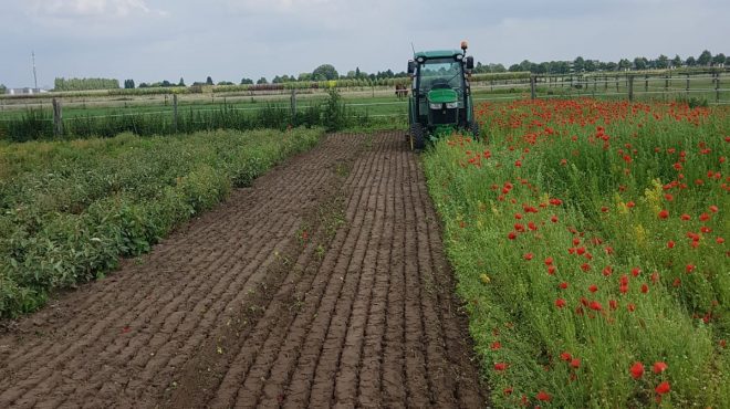 Grastotaal - Overtop Frezen - bloemenmengsel Overtopfrezen voor een bloemenmengsel