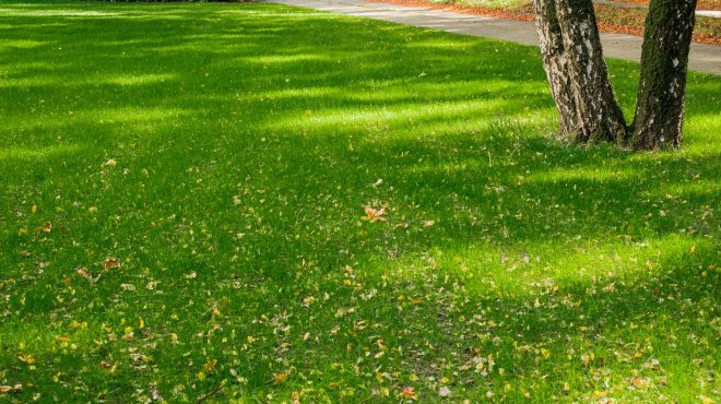 Grastotaal gras zaaien Wageningen Grastotaal gras zaaien Wageningen