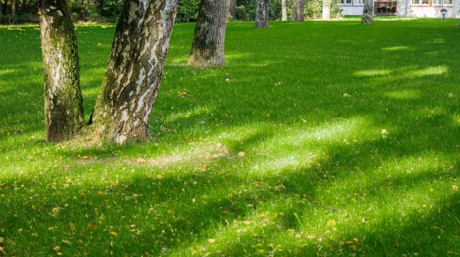 Grastotaal gras zaaien Wageningen Grastotaal gras zaaien Wageningen