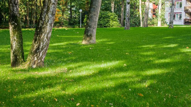 Grastotaal gras zaaien Wageningen Grastotaal gras zaaien Wageningen