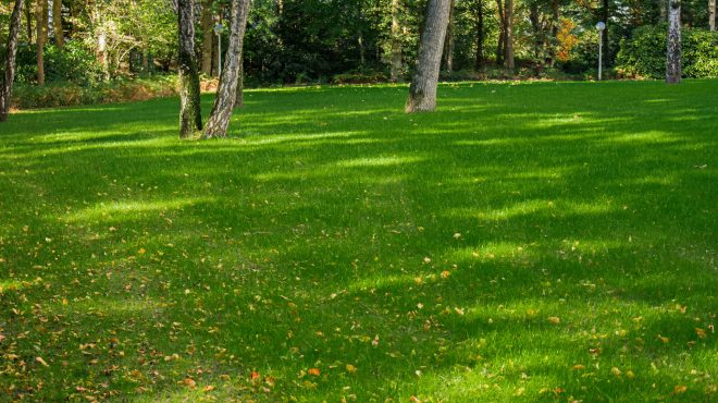 Grastotaal gras zaaien Wageningen Grastotaal gras zaaien Wageningen