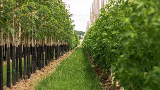 Grastotaal_Gras-zaaien-boomkwerkerij Grastotaal_Gras-zaaien-boomkwerkerij