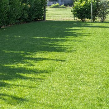 Gras langs een groenstrook voor extra biodiversiteit Gras en voedselbossen