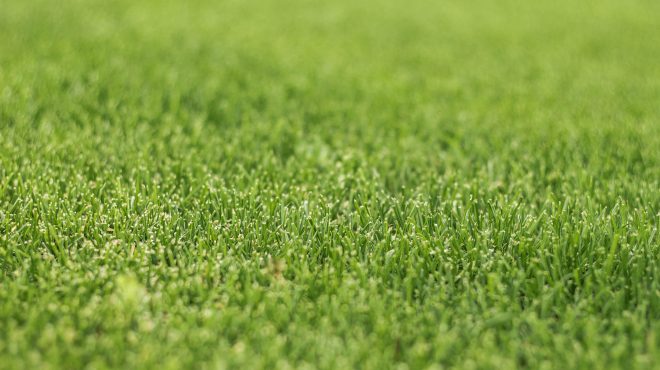 Zevenaar, Grastotaal.nl groen gras Zevenaar