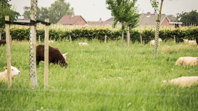 Grastotaal.nl Gras laten zaaien Grastotaal.nl Gras laten zaaien