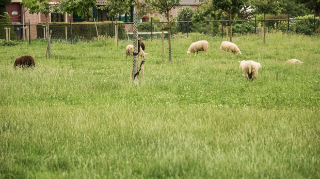 Grastotaal_ Gras zaaien weiland Grastotaal_ Gras zaaien weiland