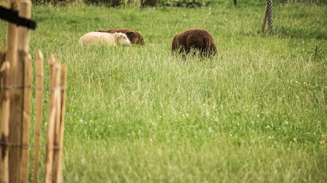 Grastotaal Gras zaaien weiland Grastotaal_Gras zaaien weiland